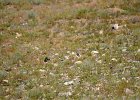 Strandleeuwerik (Horned lark) (Eremophila alpestris) -  ten zuiden van Tsogt Ovoo 23-08-2016 (3)